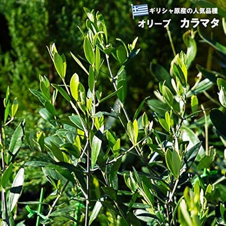 Amazon カラマタ オリーブの木 3年生接木大苗 植木