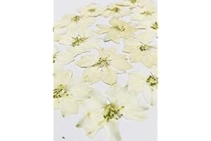 UOKWIWI 24 pcs White Larkspur Real Natural Dried Pressed Flowers for Resin Art Craft DIY