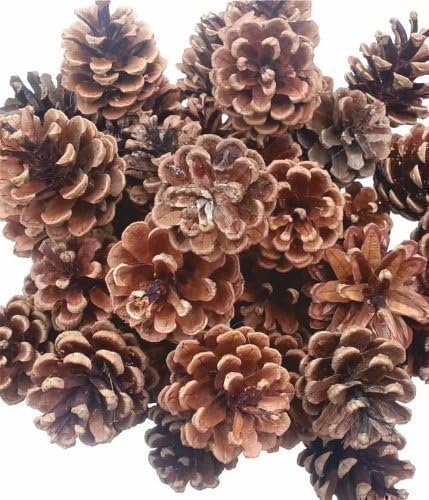 10 x Austriaca Pine Cones. Christmas Wreaths / Decoration / kindling