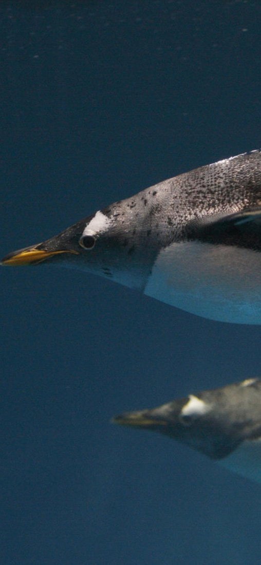 PeelitStickit Underwater, Undersea Wall Murals, ID-019, vinyl