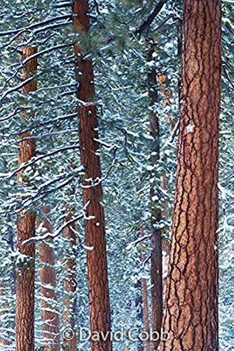 Sierra Club Engagement Calendar 2021 | Pricepulse