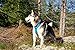 PETTOM No-Pull Dog Harness Safe Control Reflective Outdoor Adventure Pet Vest Harness with Padded Handle(L, Blue)
