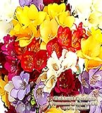 Freesia Fragrance Oil - 100% Pure Premium Grade Oil - UNCUT - This is a clean, fresh floral of freesia flowers. Not too 
