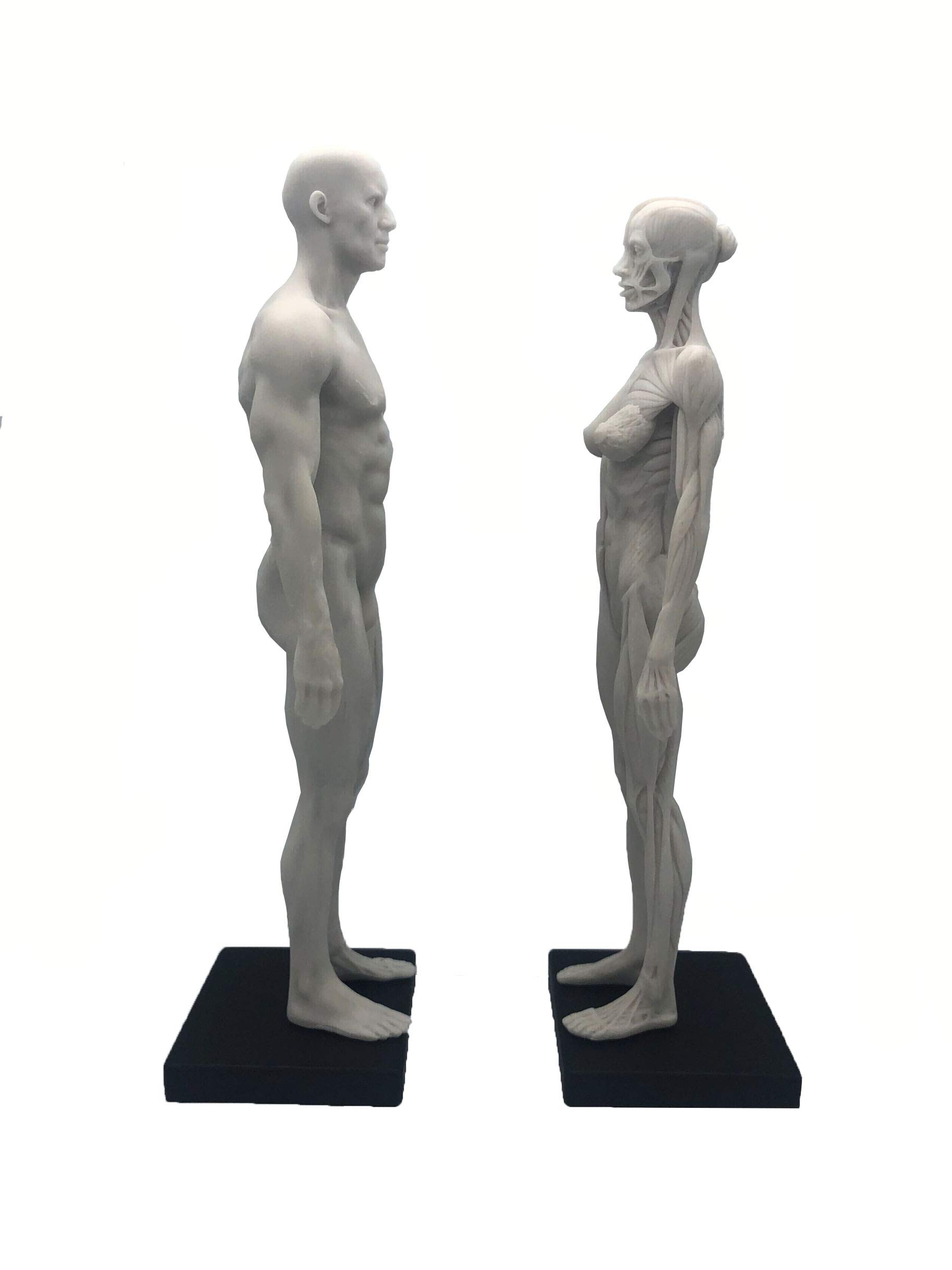 Mua Cevitor 11 inch Human Anatomical Model Art Anatomical Figure White ...