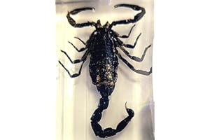 HQRP-CRYSTAL 44mm Real Black Scorpion in Crystal Clear Lucite Resin Crafts Specimen Preserved Various Animal Insect Bug Taxidermy Collection for Biology Science Education & Desk Ornament Display Supplies