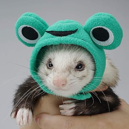 Ferrets with hats Clearance