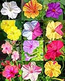 FOUR O'CLOCK flower MIX mirabilis jalapa caudex