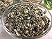 Organic Mugwort ~ 1 Ounce Bag ~ Artemisia vulgaris