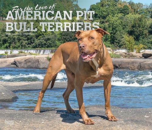 For the Love of American Pit Bull Terriers 2020 14 x 12 Inch Monthly Deluxe Wall Calendar with Foil by 