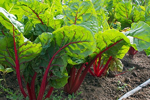 Rhubarb Swiss Chard 2.7 Grams - BONUS PACK!