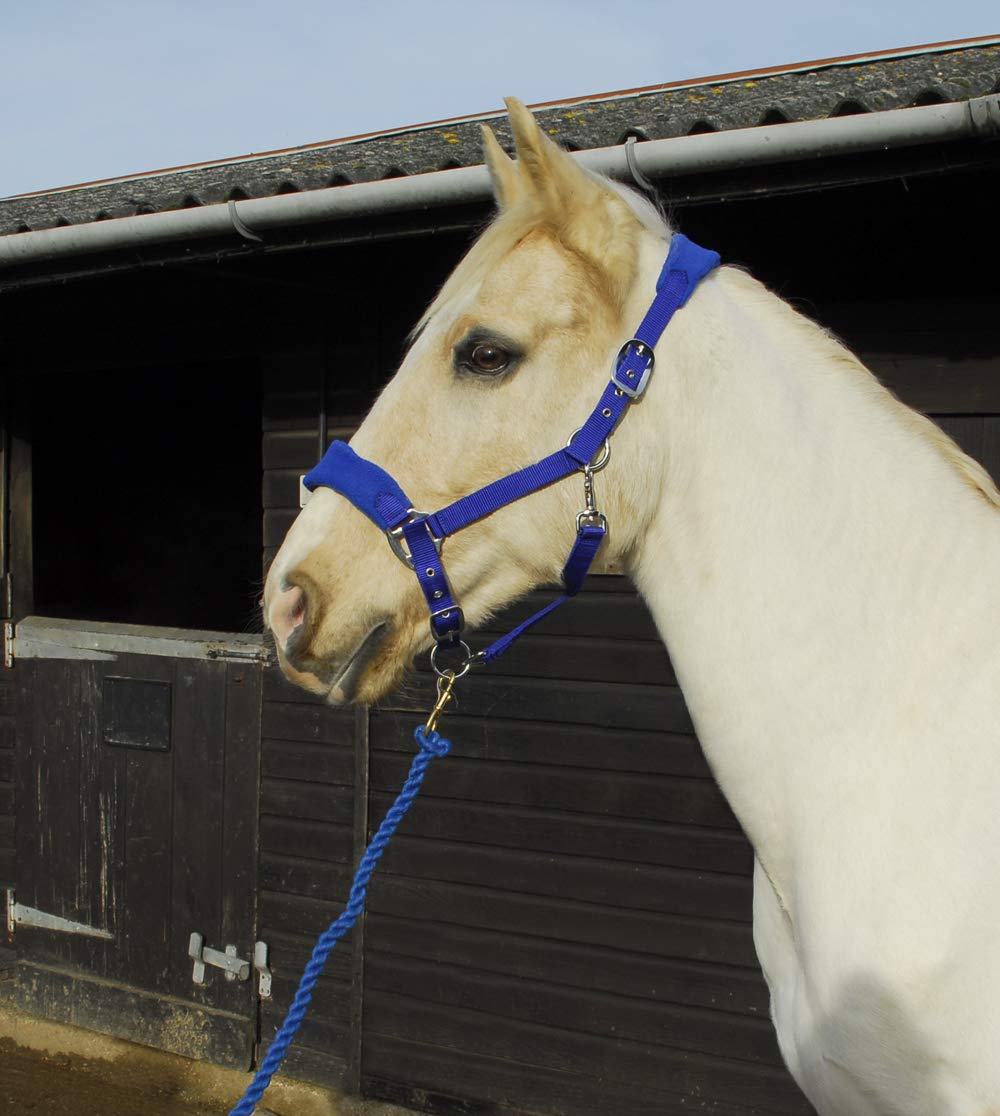 Rhinegold COMFORT HORSE HEADCOLLAR AND ROPE SET - Cob Size, Royal Blue Colour - Soft Padded Headpiece, Adjustable Fit - Available in Pony, Cob, Full Sizes - Red, Navy, Royal Blue or Black