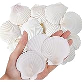 LinamHoz 35pcs Natural Scallop Shells, White Sea Shells for DIY for Home Decors, Craft Decor