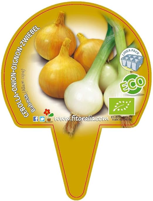 CEBOLLA BABOSA ECO - PACK 12: Amazon.es: Jardín