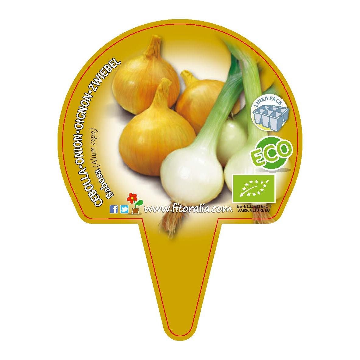 CEBOLLA BABOSA ECO - PACK 12: Amazon.es: Jardín