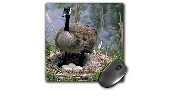 canada goose amazon 3dgames