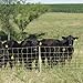 Premier 1 Enhanced Electric Sheep & Goat Net Fence | Yellow – 40