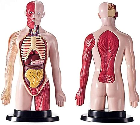 Medical Modell Und Lehrbuch Menschlicher Torso Modell Anatomie Des Menschlichen Inneren Organe Des Trunk Menschlicher Korper Medizinische Lehrmittel Skelett Wissenschaft Klassenzimmer Demonstration We Amazon De Kuche Haushalt