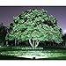Lighting EVER LED Flood Light 20 Watt IP65 Waterproof Security Fixtures, 5000K Daylight White, Indoor and Outdoor Landscape Floodlight for Yard Garden, Playground, Party(Black, No Plug)