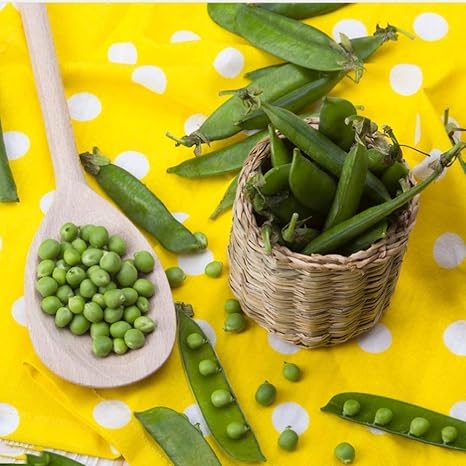 Amazon Co Jp Yzztssj 80個エンドウ豆の種グリーン健康野菜低コスト非転基品種の世話をするのは簡単一年中温室収穫栄養エンドウ豆 Diy 工具 ガーデン