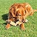 ZippyPaws Zingy Racoon - Dog Toys no Stuffing, Squeaky Plush Dog Toy for Small & Medium Dogs, Interactive Puppy & Dog Chew Toys Without Stuffing for Boredom