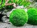 6 Marimo Moss Ball Variety Pack – 4 Different Sizes of Premium Quality Marimo from Giant 2.25 Inch to Small 1 Inch – World’s Easiest Live Aquarium Plant – Sustainably Harvested and All-Naturalthumb 3