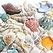 Fantastic Set of 90 Assorted Natural Sea Shells Beach Ocean