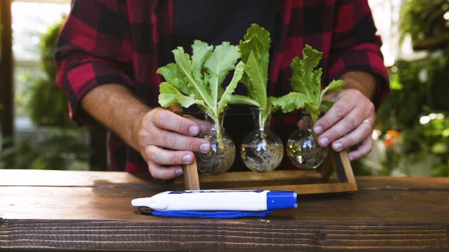 5 Bluelab+PENPH+Pen+Plant+Germination