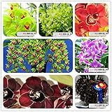 SALE! mixed color 20 seeds/pack Flower orchid seeds cicada cymbidium Orchid Seed