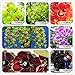 SALE! mixed color 20 seeds/pack Flower orchid seeds cicada cymbidium Orchid Seed