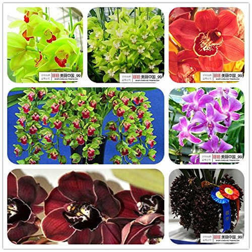 SALE! mixed color 20 seeds/pack Flower orchid seeds cicada cymbidium Orchid Seed SALE! mixed color 20 seeds/pack Flower orchid seeds cicada cymbidium Orchid Seed
