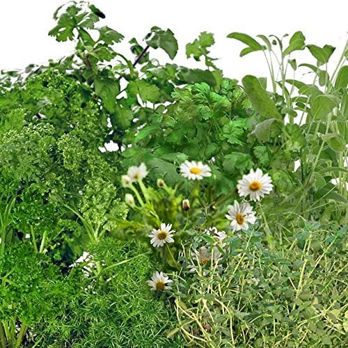 Traditional Medicinal Herbs Seed Pod Kit for AeroGarden (9-Pod)