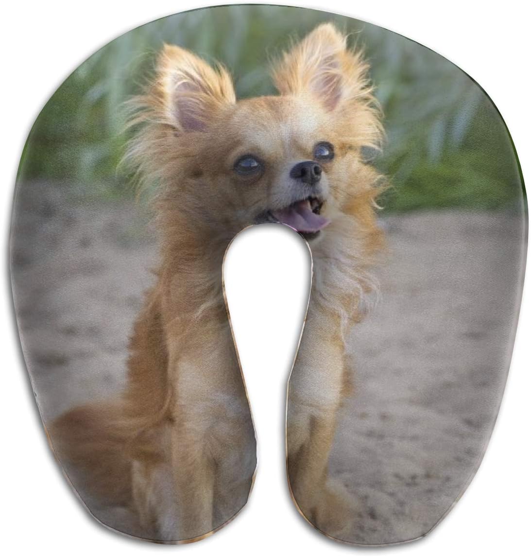 funny angry chihuahua