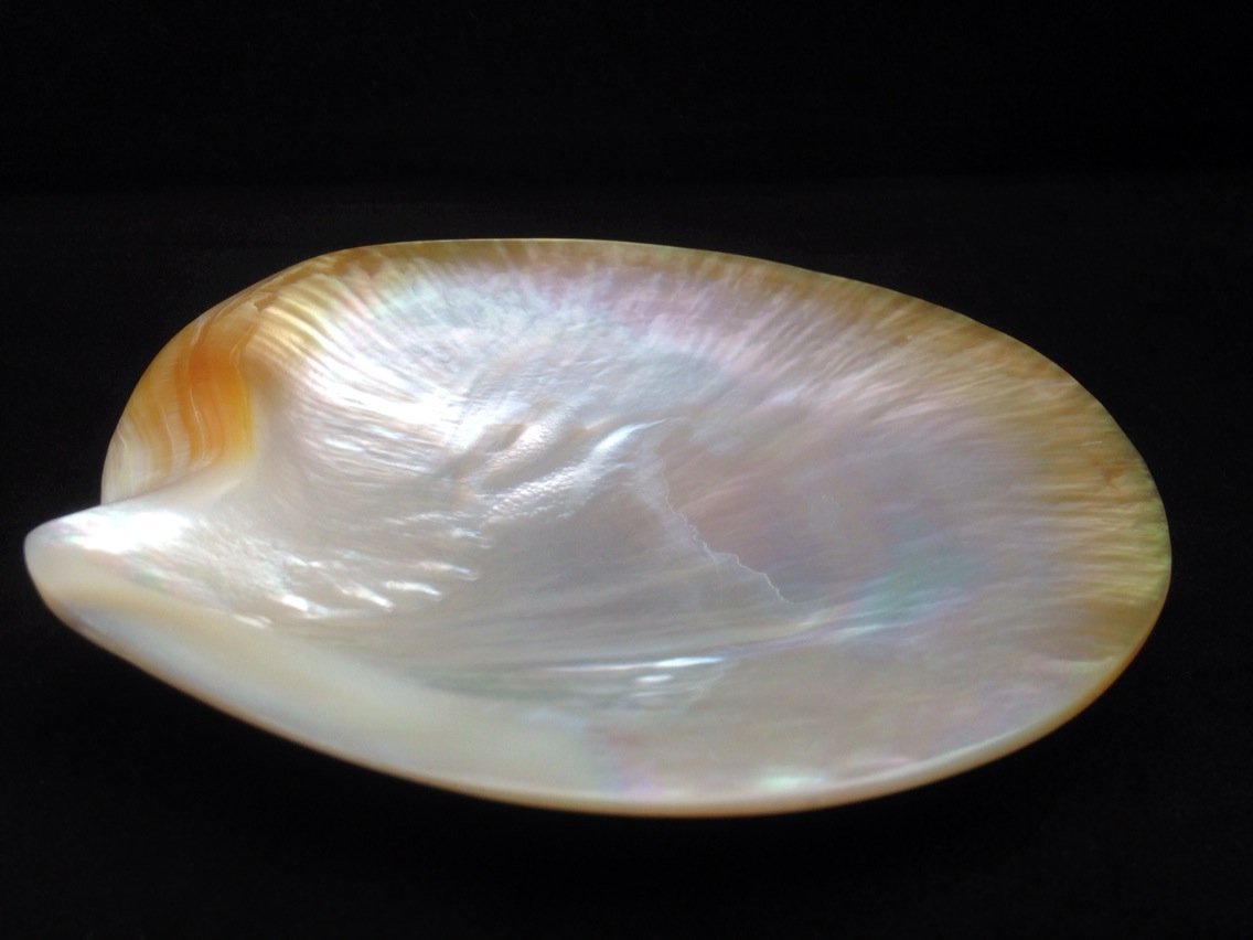 Hand Carved Genuine Mother of Pearl, Extra Large Rare