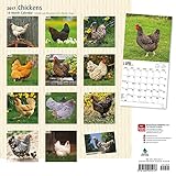 Image de Chickens 2017 Square (Multilingual Edition)