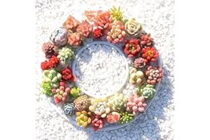 Generic 500pcs Mixed Succulent Seeds | High Germination Rare Succulents | Non-GMO Drought Tolerant for Indoor Outdoor Home Ga