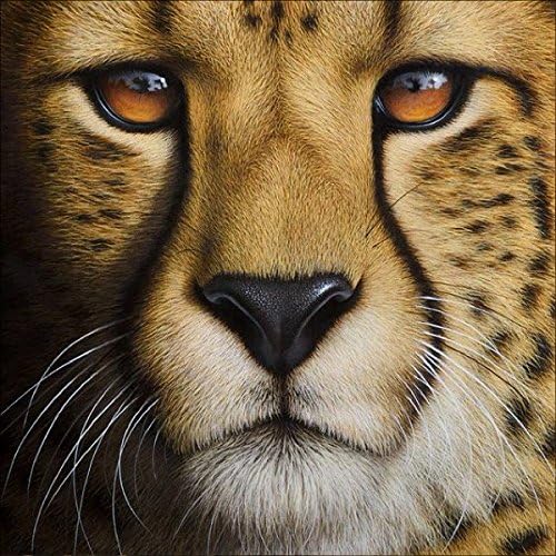 DIY 5D Diamond Painting by Number Kits, Full Drill Crystal Rhinestone Embroidery Pictures Arts Craft for Home Wall Decor Gift,Leopard Colored Lion