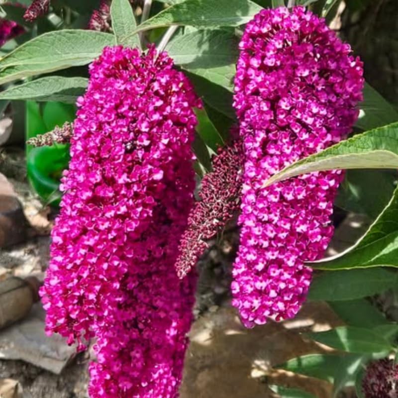 Raspberry Butterfly Bush Live Shrub - Buddleia Plant Well Rooted - 5 to 10 Inch Tall - Attracts Butterflies