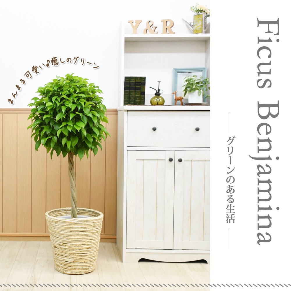 鉢カバーセット まんまる仕立てのベンジャミン トピアリー8号お洒落な鉢カバーｃ 受け皿付 B012ca0vcc グリーン観葉植物 爆買い