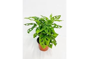 CoollectivePlants Monstera Swiss Cheese – Live Monstera Plant in 6″ Grower’s Pot, Monstera Adansonii Live Plant, Swiss Cheese Plant Indoor House Plants