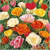 Seed Needs, Mission Bells California Poppy (Eschscholzia californica) 2,000 Seeds