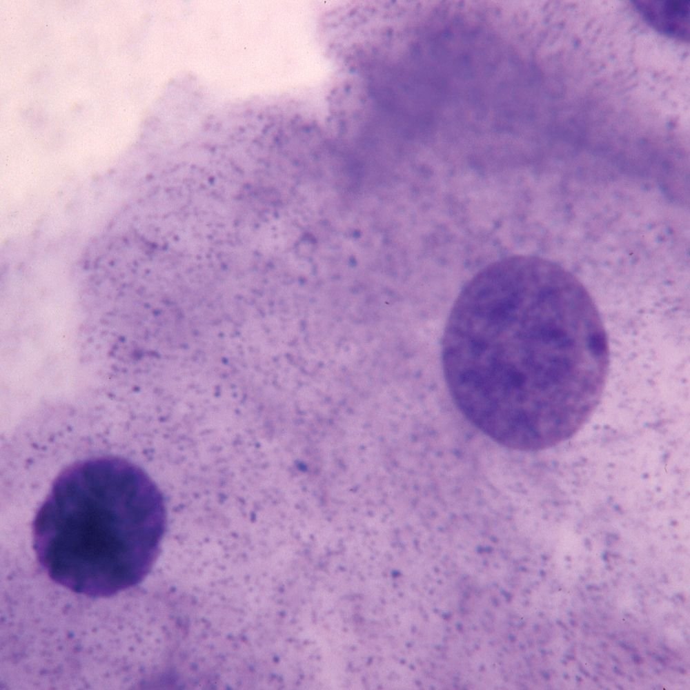 What Does A Animal Cell Look Like Under A Microscope What Does An