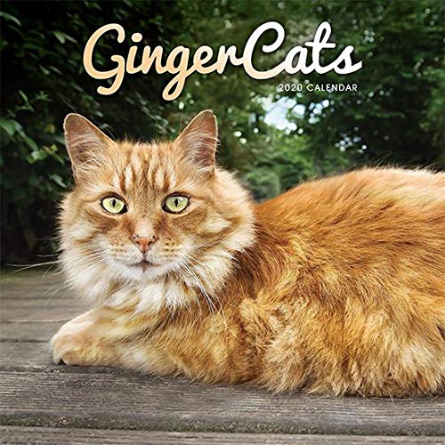 Ginger Cats Square Wall Calendar 2020 9781786678201 Amazon Com