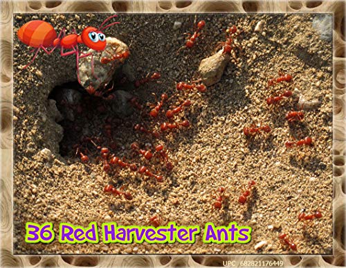 Insectsales.com Live Ants for Ant Farms with Free Ant Food (36 Healthy Red Harvester Ants) (1) Ants + Ant Food - Thumbnail 4