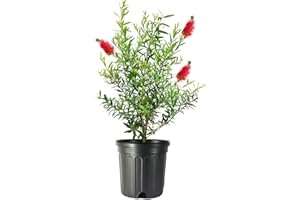 FLORIDA FOLIAGE Bottlebrush Tree | 1 Live Gallon Size Plant | Callistemon Citrinus Red Cluster | Drought Tolerant Bird Attracting Shrub Tree