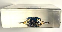 2.9" Real Lamprima Adolphinae Jewel Stag Beetle
