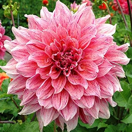 FERNSFLY Flower Bulbs IMP. Dahlia | Dhalia | Dahalia Perennial Flower Bulbs Excellent Quality Attractive Aromatic Flower Home Outdoor Gardening Flowering Bulbs (Pack Of 8 The Striped Emory Paul)