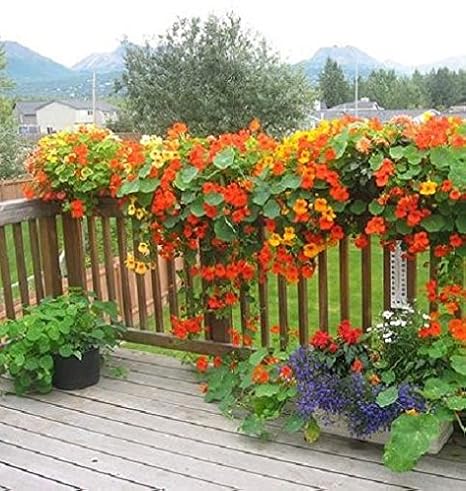 Creative Farmer Flower Seeds : Nasturtiums Home Depot Flower Seeds For Planting - Garden Flower Seeds Pack