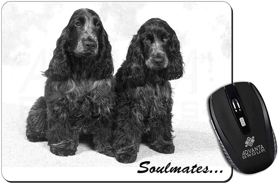 blue cocker spaniel for sale