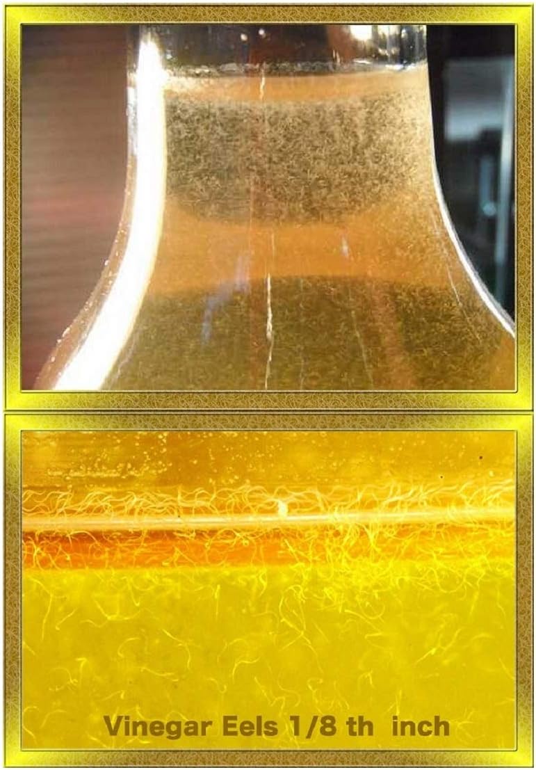 homeward bound pet cremation