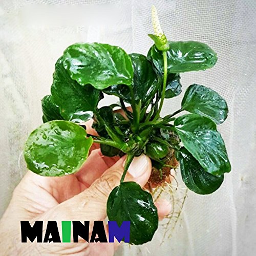 Mainam Anubias Barteri Coin Leaves Live Aquarium Plants Freshwater Rhizome 3 Days Live Guaranteed - Thumbnail 2